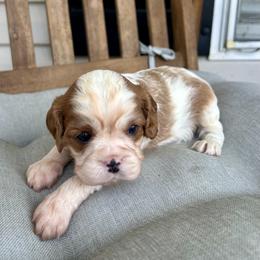 Girl 1 - female Cavalier King Charles Spaniel puppy in North Alabama And Middle Tennessee, Alabama from Cane Creek Cavaliers
