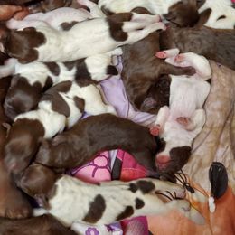 German Shorthaired Pointer Puppies from Siemer's German Shorthair Pointers