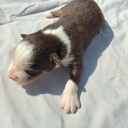 Tito - Red tri male Miniature Australian Shepherd puppy in Marion, Michigan from Highland Hills Mini Aussies