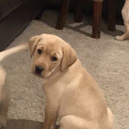 Labrador Retriever Puppies from Sycamore Kennels