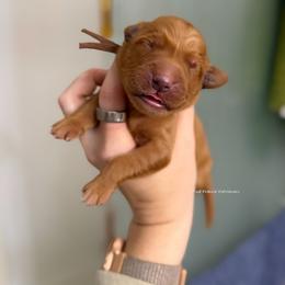 Brown - Dark golden male Golden Retriever puppy in Gillete, Wyoming from Red Prairie Retrievers
