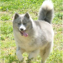 Jelly - Pomsky