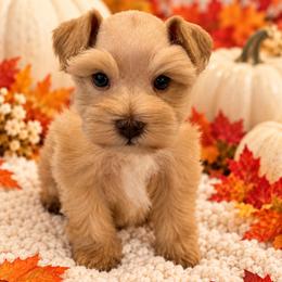 Golden Boy - Wheaten male Miniature Schnauzer puppy in San Augustine, Texas from My Little Schnauzer Pals