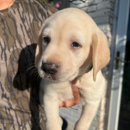 Green - Yellow male Labrador Retriever puppy in Dennis, Mississippi from Outlaw Ridge Kennels