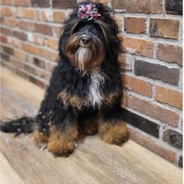 Thelma - Bernedoodle