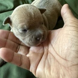 Boy 2 - Blue male Staffordshire Bull Terrier puppy in Houston, Texas from Khaleesi Kennel