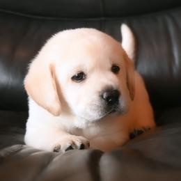Mr. Light Blue Stormi-Bosley - Yellow male Labrador Retriever puppy in Pasco, Washington from ROCK CREEK LABRADORS