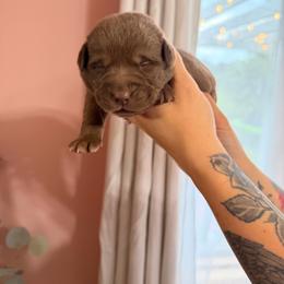 Purple girl - Chocolate female Labrador Retriever puppy in Conway, Missouri from Ozark Mountain Kennel