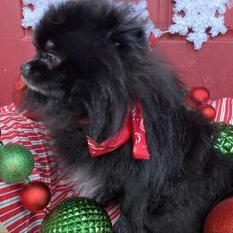 Murphy - Black male Pomeranian puppy in Cornelius, Oregon from Peppermint Pomeranians