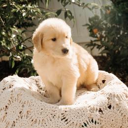 Abel - Golden male Golden Retriever puppy in Ramona, California from SDPREMIERGOLDENS