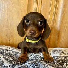 Maisy - Chocolate and tan female Dachshund puppy in Carrollton, Illinois from Kelly's Doxies