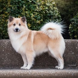 Icelandic Sheepdogs from Valheim Icelandics