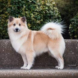 Icelandic Sheepdogs from Valheim Icelandics