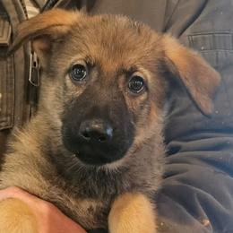Girl 1 - Sable female German Shepherd puppy in Richland, New York from Hirten Bray Hugel