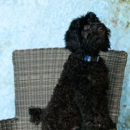 Sheepadoodle Puppies from Riley Grace Puppies