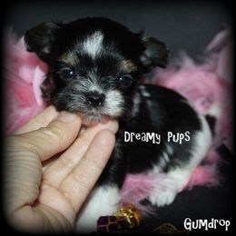 Itty Bitty Gumdrop Extreme Doll Face SOLD - Black tan and white female Biewer Terrier puppy in Kennesaw, Georgia from Dreamy Pups