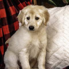 Pink Collar Girl - Cream Assorted Doodle Crosses puppy in Hebron, Indiana from Duneland Doodles