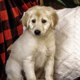 Pink Collar Girl - Cream Assorted Doodle Crosses puppy in Hebron, Indiana from Duneland Doodles