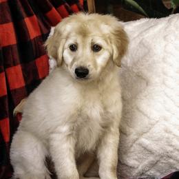 Pink Collar Girl - Cream Assorted Doodle Crosses puppy in Hebron, Indiana from Duneland Doodles