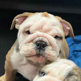 Bubba - Fawn male Bulldog puppy in Marysville, Washington from BulldogWA