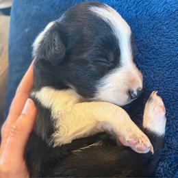 Birdie - Black and white female Border Collie puppy in Binger, Oklahoma from JM Cattle Co