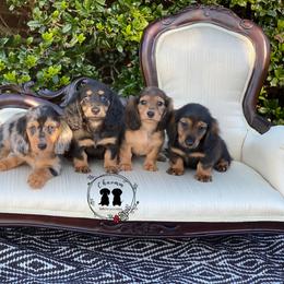 Dachshund and Golden Retriever Puppies from Charmm Dachshunds