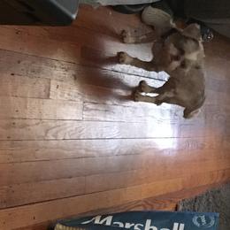 Xavier  - Shih Tzu
