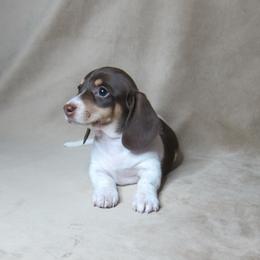 Cali - Chocolate and cream female Dachshund puppy in Pana, Illinois from Doxie Waggin Tails
