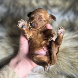 Girl 1 - Red female Cavapoo puppy in Kirksville, Missouri from Show Me Poodles Doodles and Cavaliers