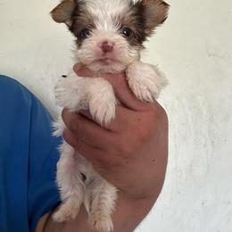 Willy - Chocolate, tan and white male Yorkshire Terrier puppy in Rochester, New York from Tnt Yorkies and Cosmic corgis