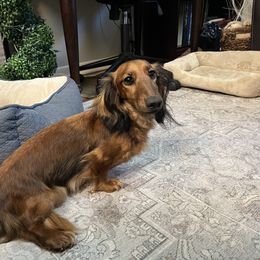 Ruby - Dachshund