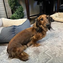 Ruby - Dachshund