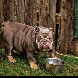 Lola - Bulldog
