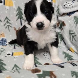 Boy 3 - Black and white male Border Collie puppy in Pennsylvania from Winter Creek Border Collies