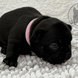 Girl 6 - female French Bulldog puppy in Schaumburg, Illinois from A & B French Bulldogs