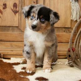 Sunshine - Blue merle female Australian Shepherd puppy in Grapeland, Texas from Smokin K Aussies