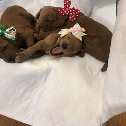 Poodle Puppies from Prissy Pants Poodles LLC
