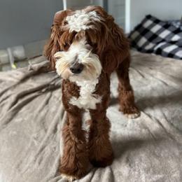 Lady SaraBee - Goldendoodle
