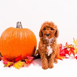 Ms Red - Red  female Goldendoodle puppy in Kissimmee, Florida from Poodle Doodle Kennels