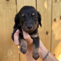 Flint - Black and tan male Dachshund puppy in Mountain Home, Arkansas from The Teacup Homestead Miniature Dachshunds
