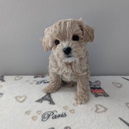 Elsa - Cream female Maltipoo puppy in Fife, Washington from Joyful Pups