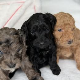 Blackie - Black male Goldendoodle puppy in Rush, New York from Care Bear Puppies