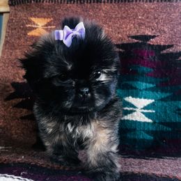 Girl - Sable female Shih Tzu puppy in Carthage, Missouri from Vonny Shit Tzu