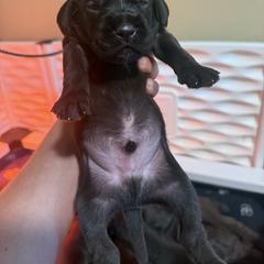 Pudelpointer Puppies from Southern Point Pudelpointers