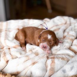 Maple - Apricot female Goldendoodle puppy in Southeast Arcadia, Florida from Desoto Doodles