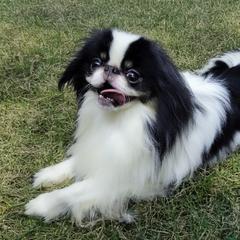 Triton - Japanese Chin