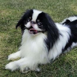 Triton - Japanese Chin