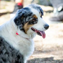 Liberty - Miniature American Shepherd