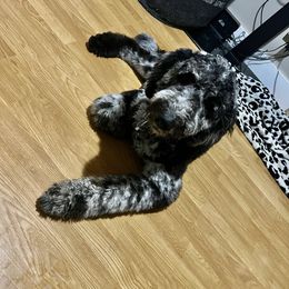 Bernedoodle and Goldendoodle All Grown Up from A.N.A. Doodles