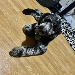 Bernedoodle and Goldendoodle All Grown Up from A.N.A. Doodles